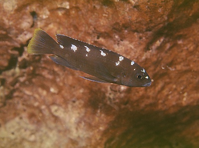 Pseudotropheus crabro 'Lion's Cove'